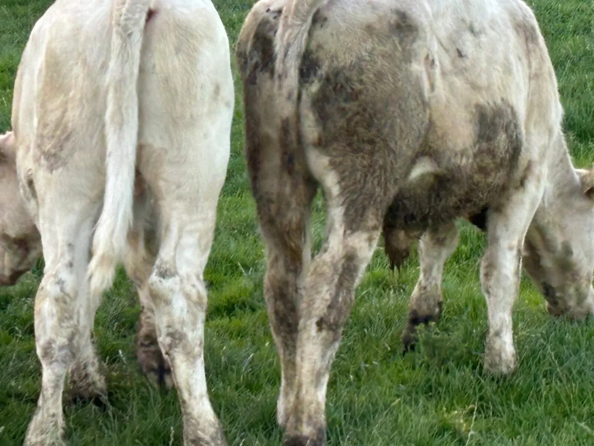2 Quality Charolais Bull Runners - Image 4