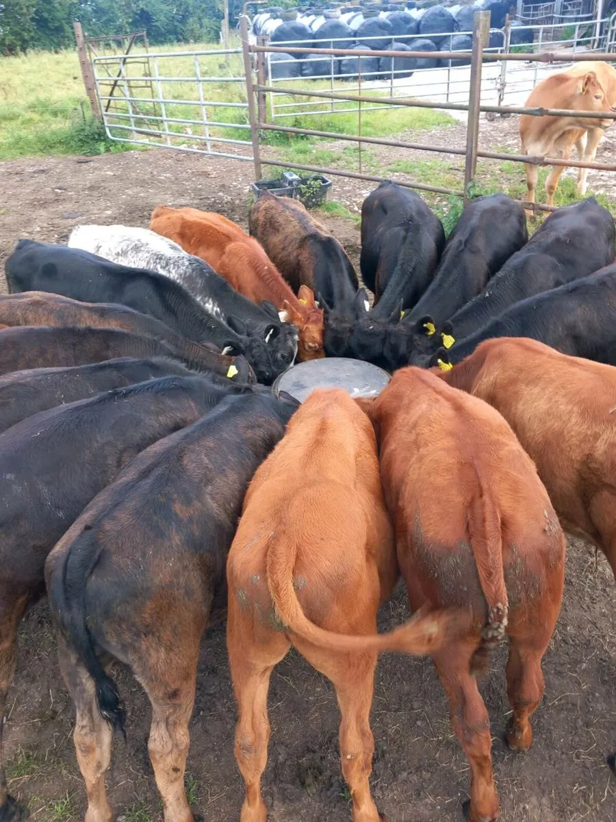 Cattle/ horse / Fully Rubber feeding troughs - Image 1