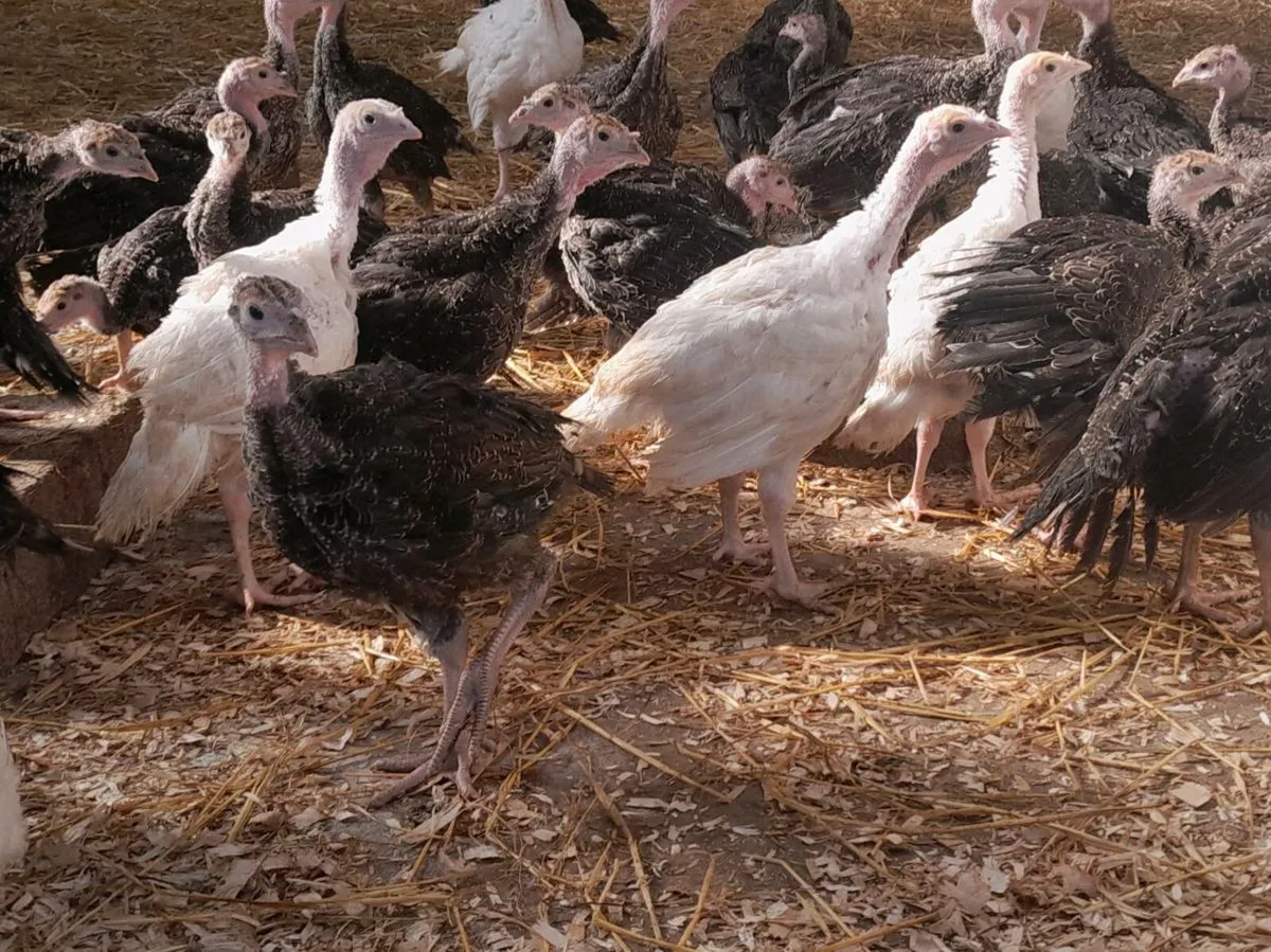 Pullets, Guineafowl - Image 4