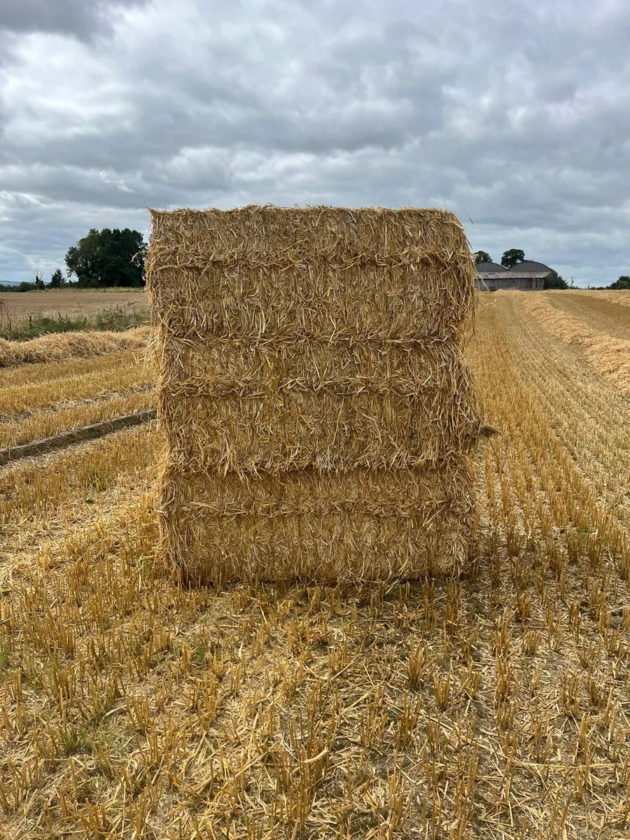 **Golden rye straw** - Image 1