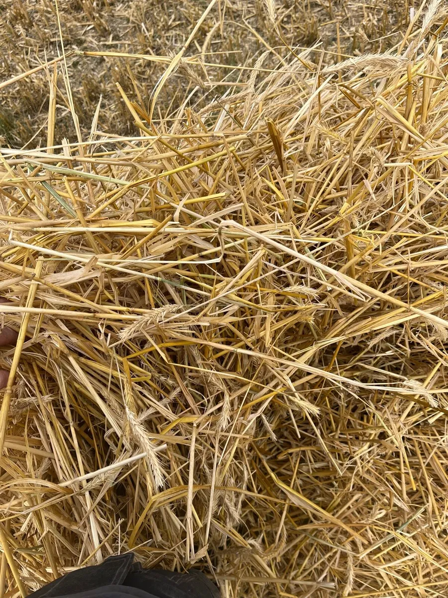 **Golden rye straw** - Image 2