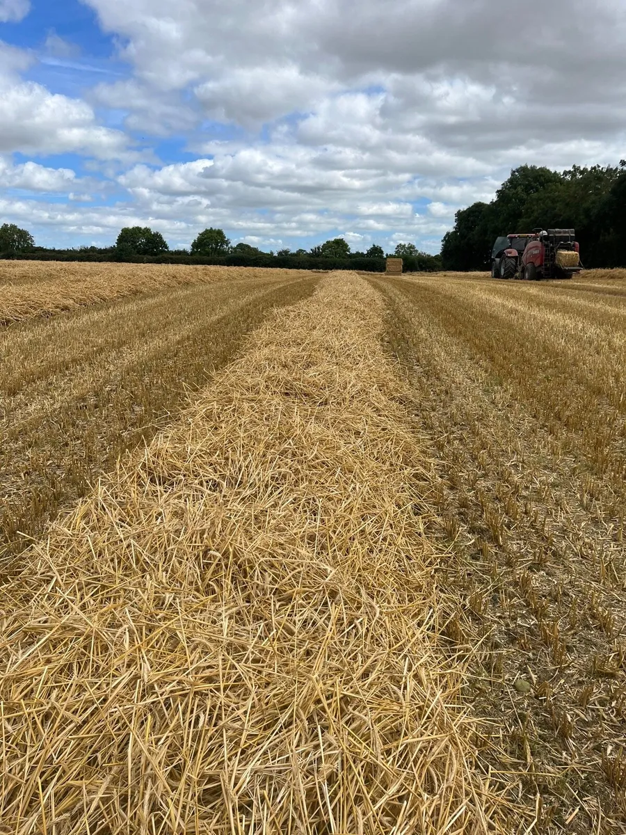 **Golden rye straw** - Image 3