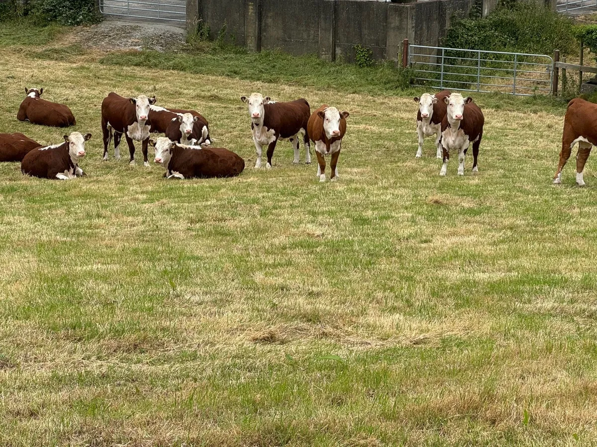 Pedigree Hereford Heifers In Calf