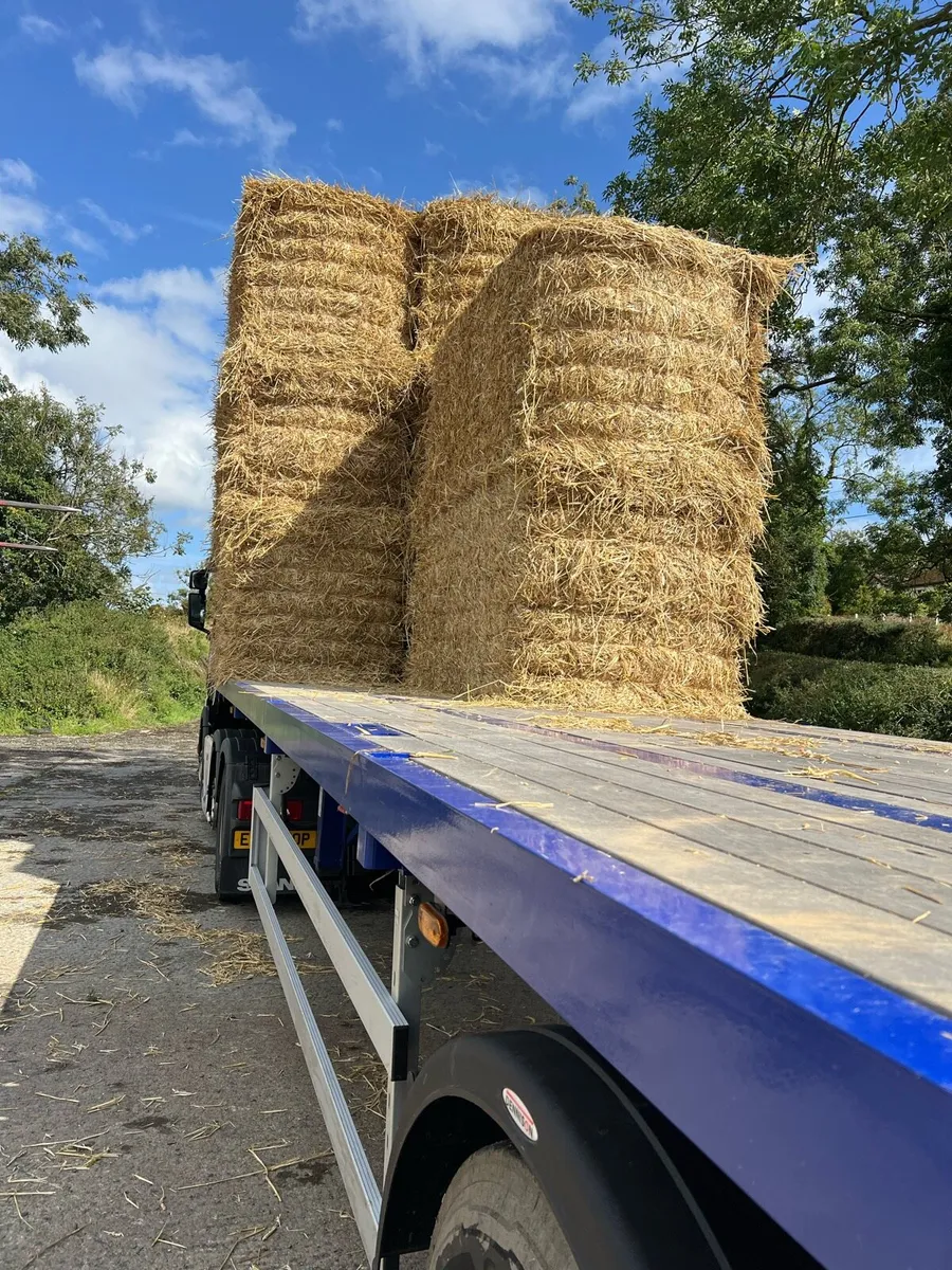 Top Quality Wheat Straw Delivered Big Square Bales - Image 4