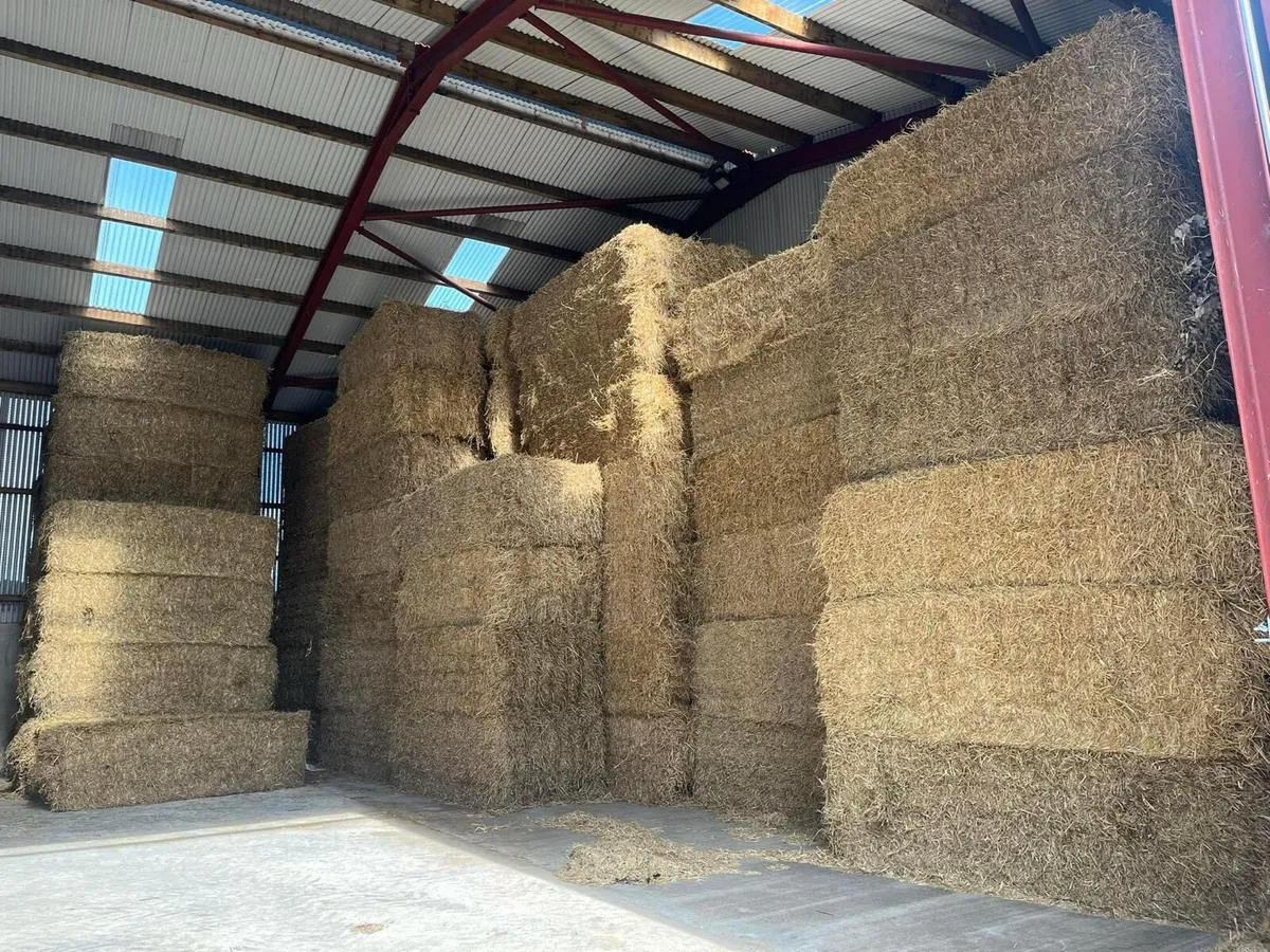 Top Quality Wheat Straw Delivered Big Square Bales - Image 3