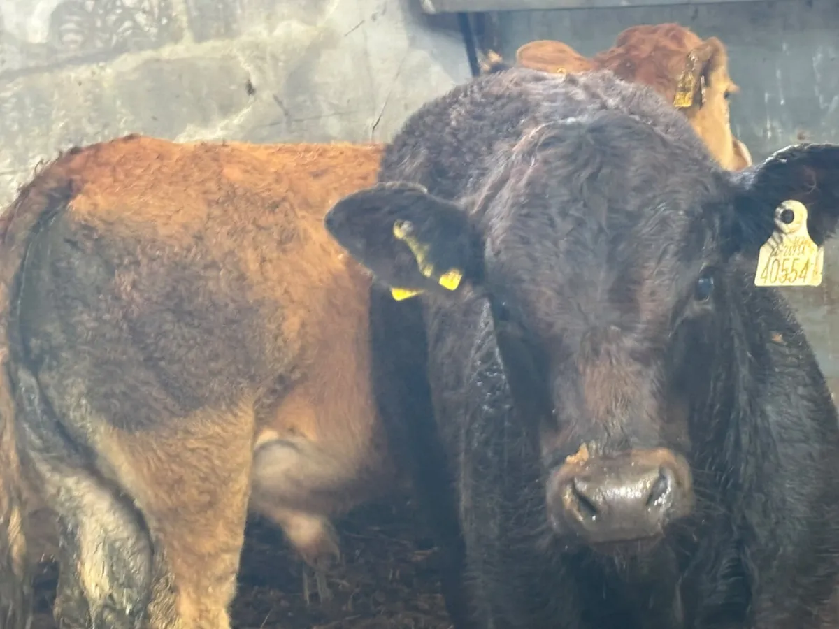 2 Super U Grade LM Bull Wealings - Image 4