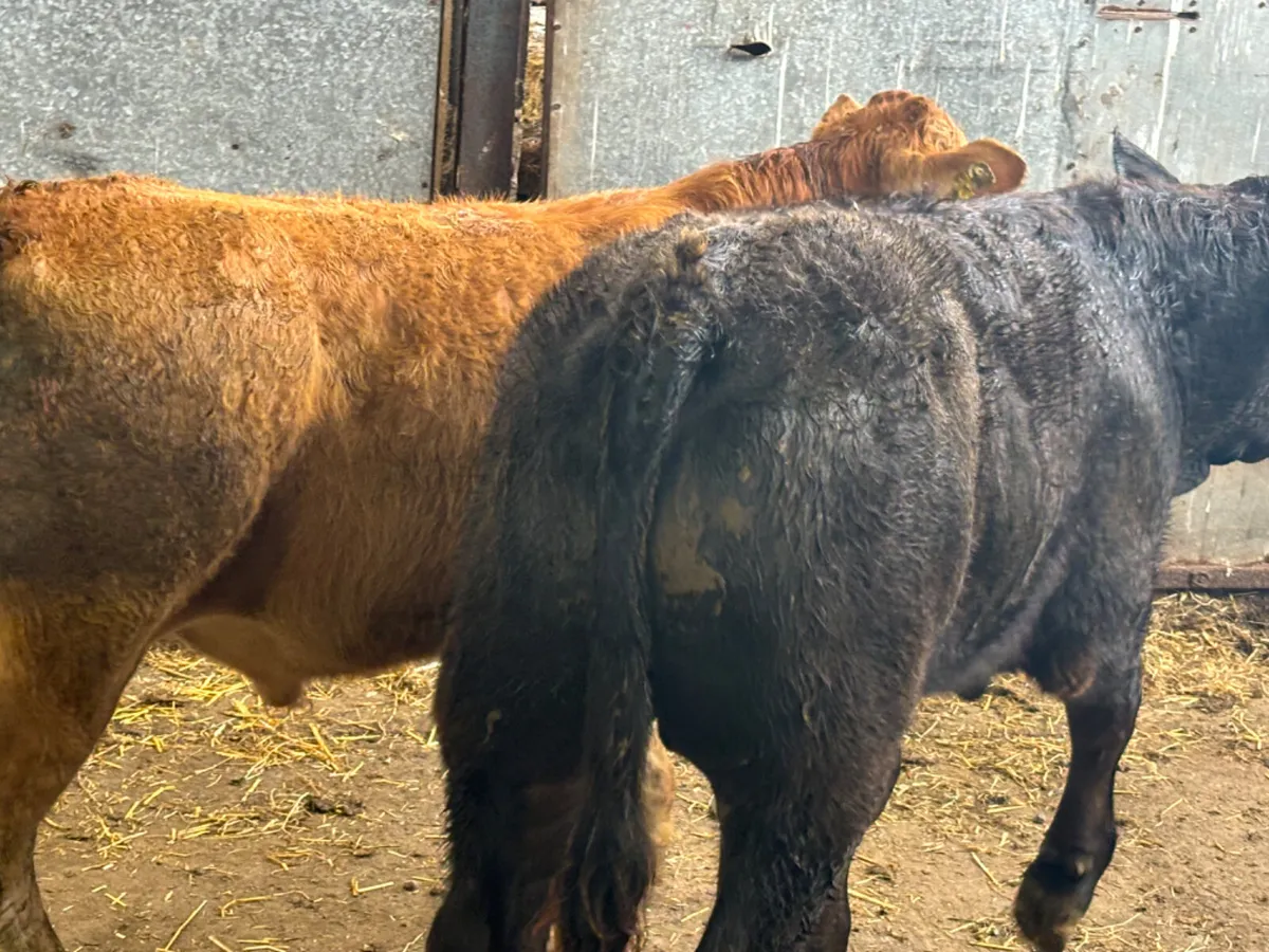 2 Super U Grade LM Bull Wealings - Image 2