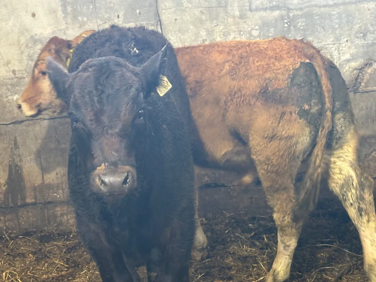 2 Super U Grade LM Bull Wealings - Image 3