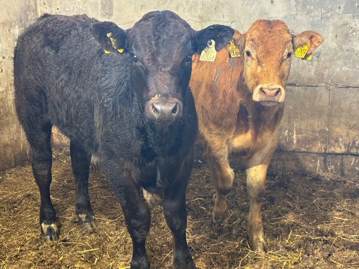 2 Super U Grade LM Bull Wealings - Image 1