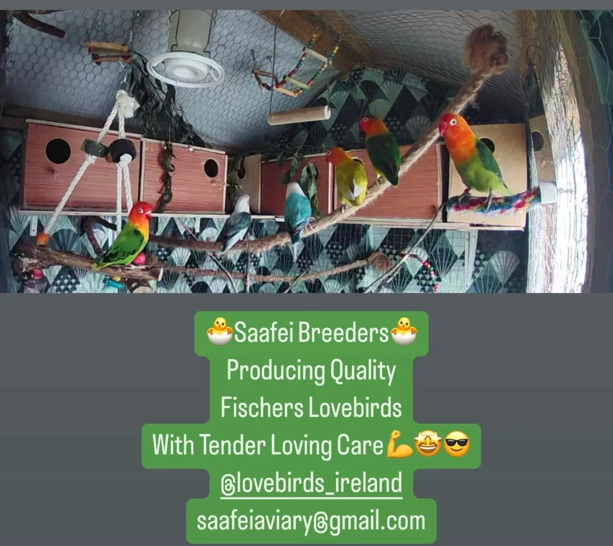 Opaline Fischer Lovebird! Breeding Pairs Available - Image 4