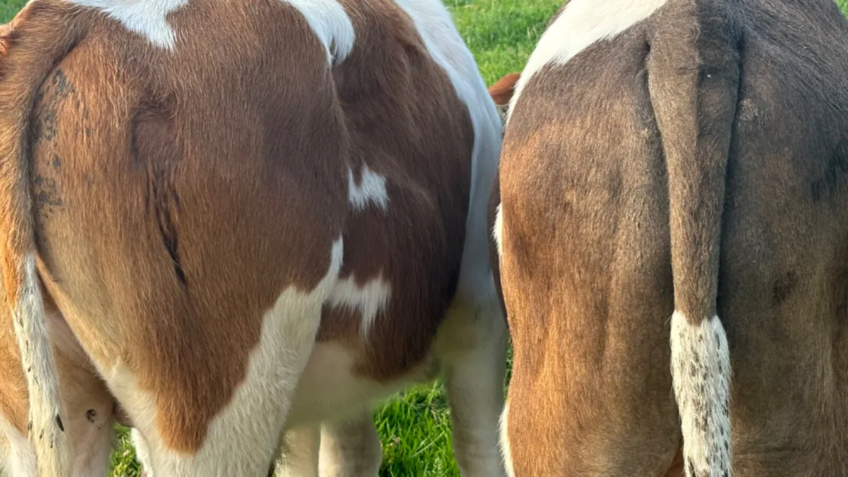 2 Comrade SI Bull Runners - Image 4