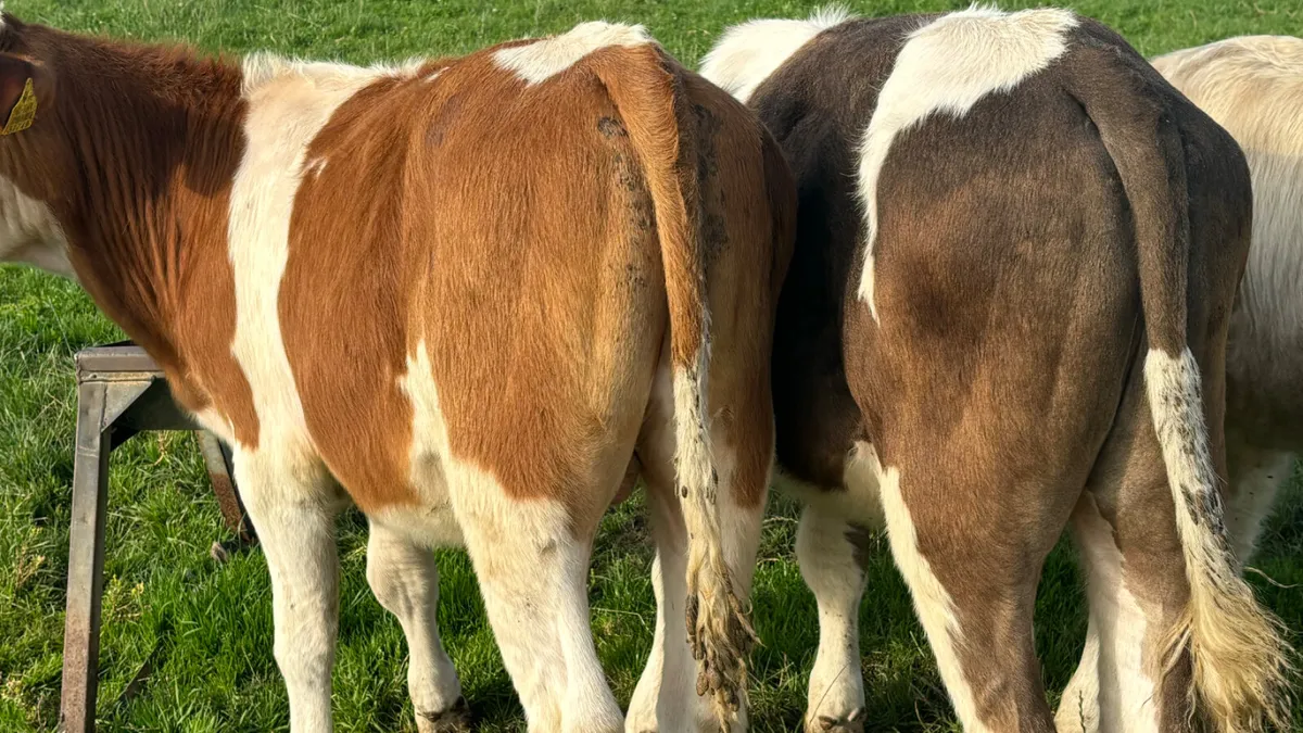 2 Comrade SI Bull Runners - Image 2