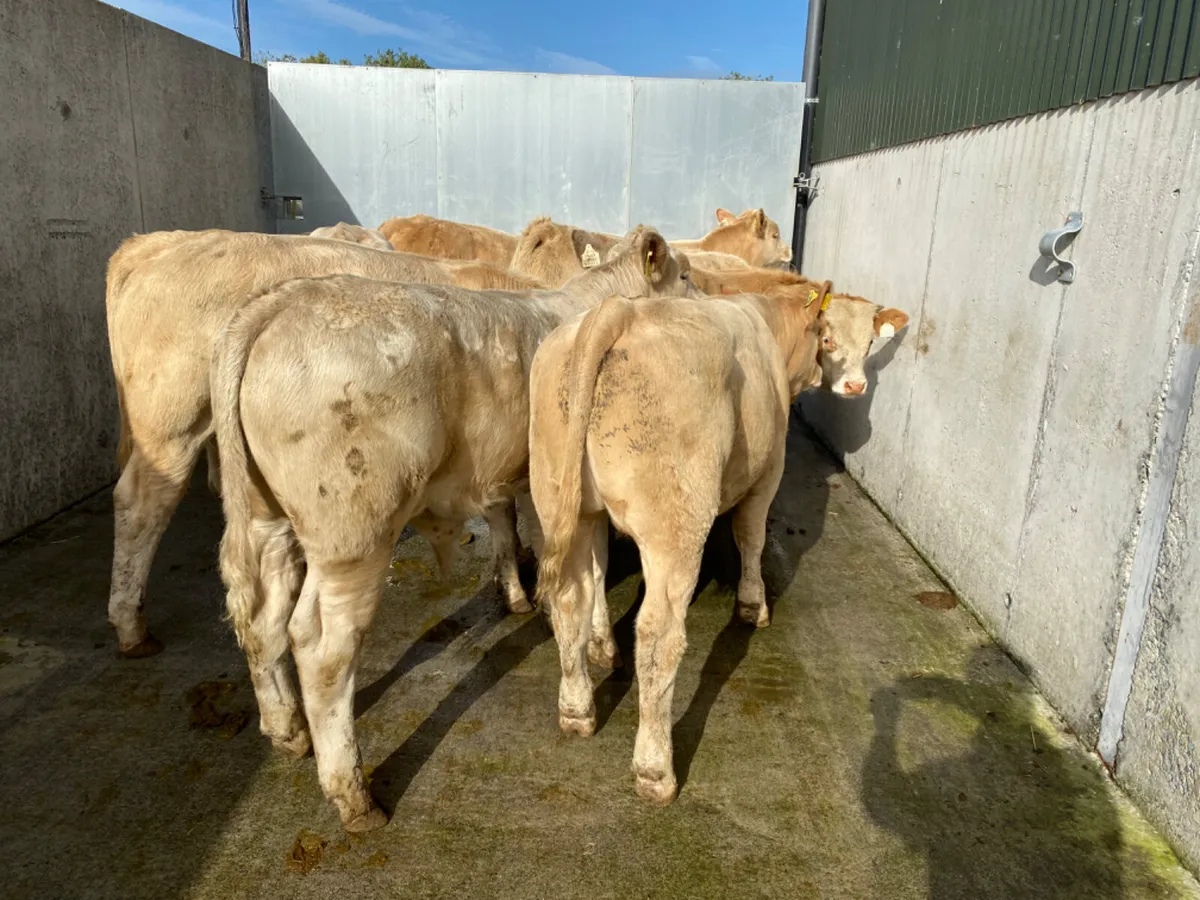 9/8/24 - Charolais Bullocks - Image 3