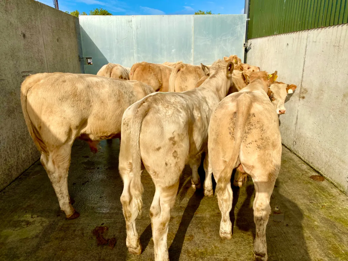 9/8/24 - Charolais Bullocks - Image 1
