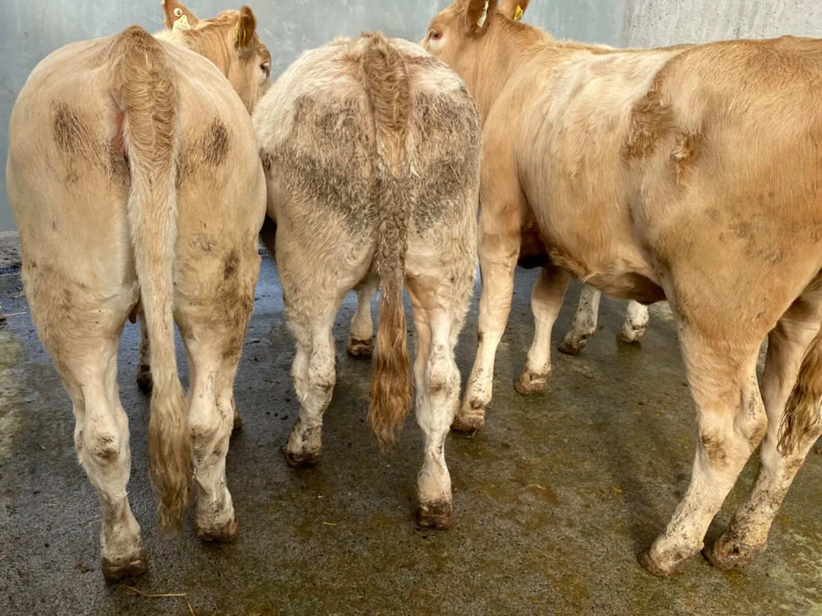 4 Charolais Heifers - Image 1