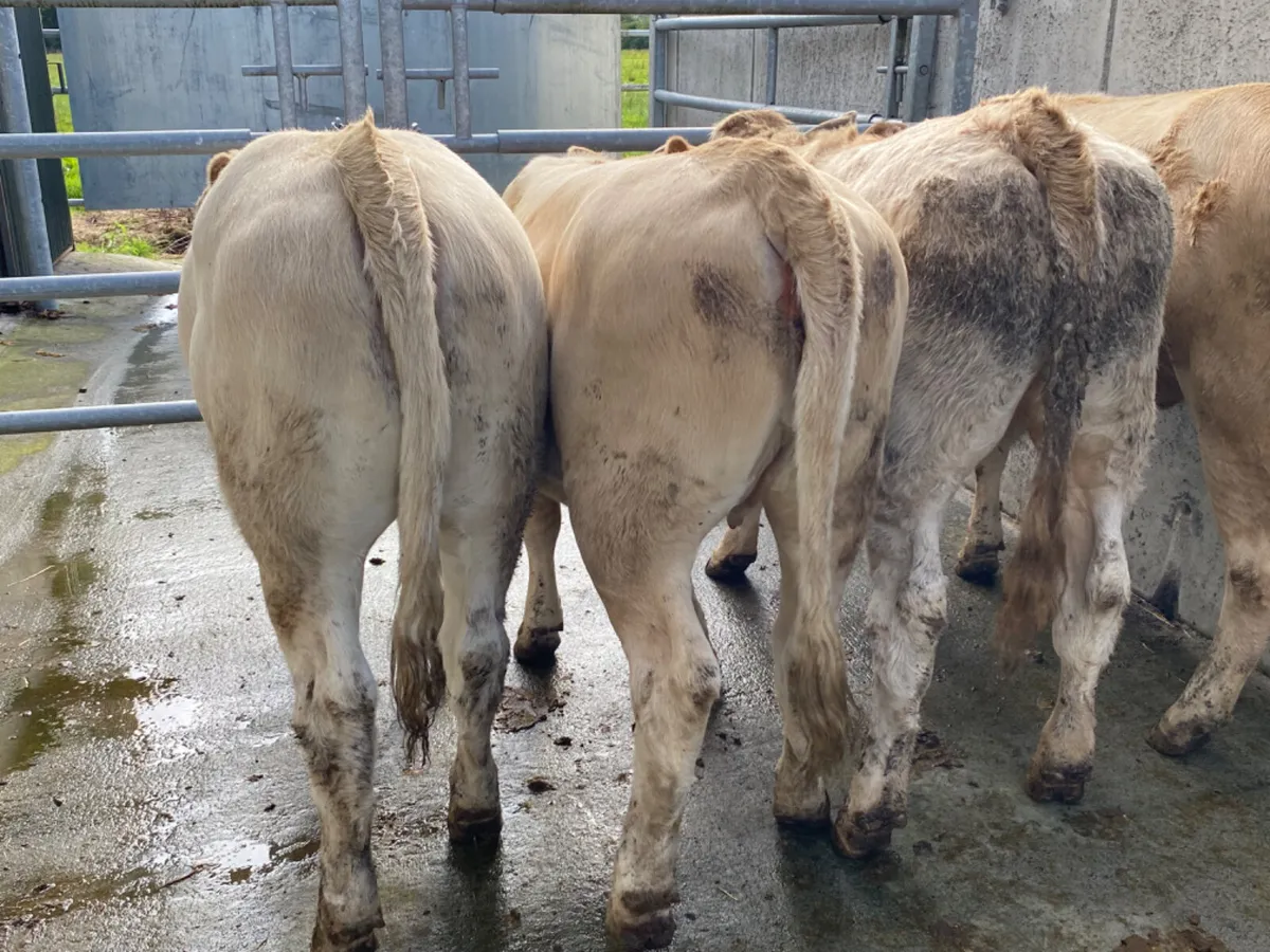 4 Charolais Heifers - Image 4