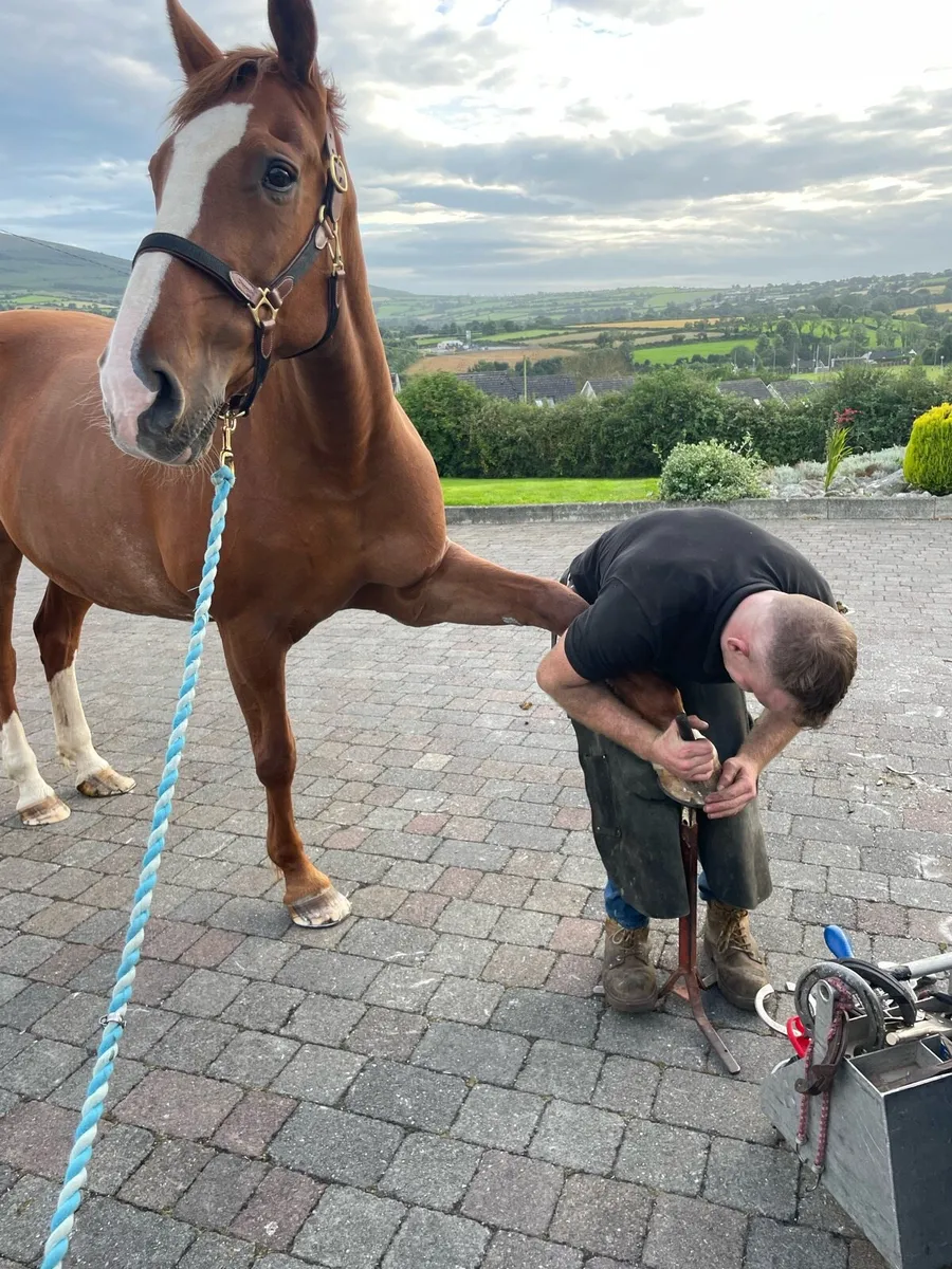 Farrier