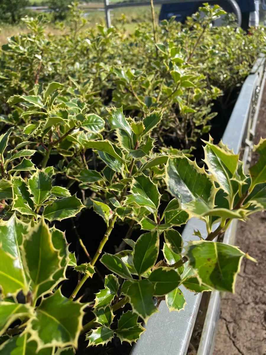 Holly Plants - Image 3