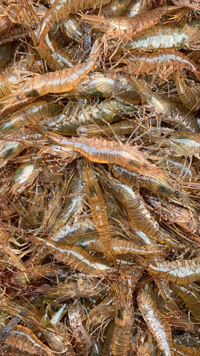 Shrimp wanted top prices paid for the live market - Image 1