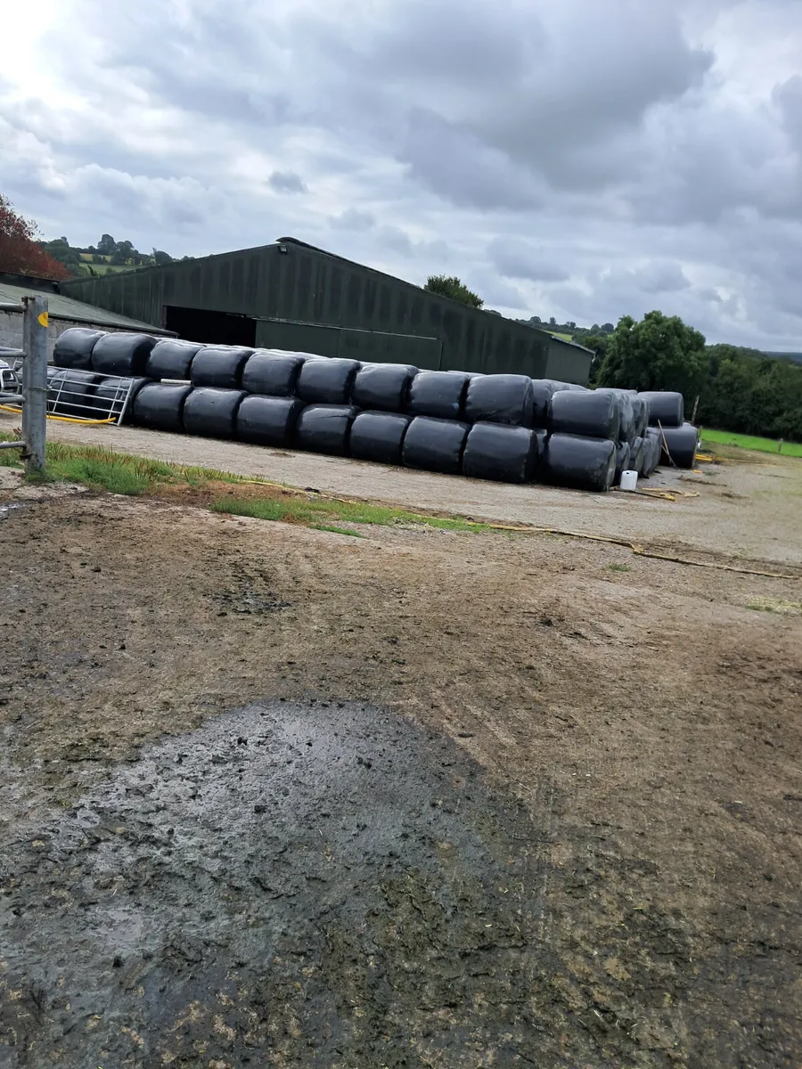 Bales of silage