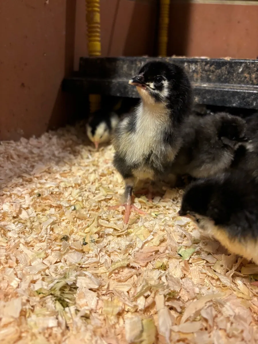 Day old chicks