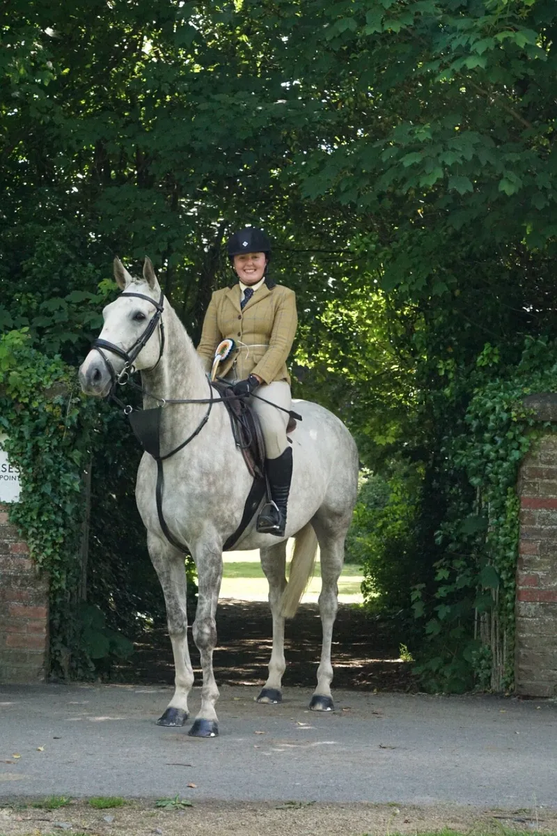 6 year old ideal riding club horse for sale in Co. Dublin for €8,500 on