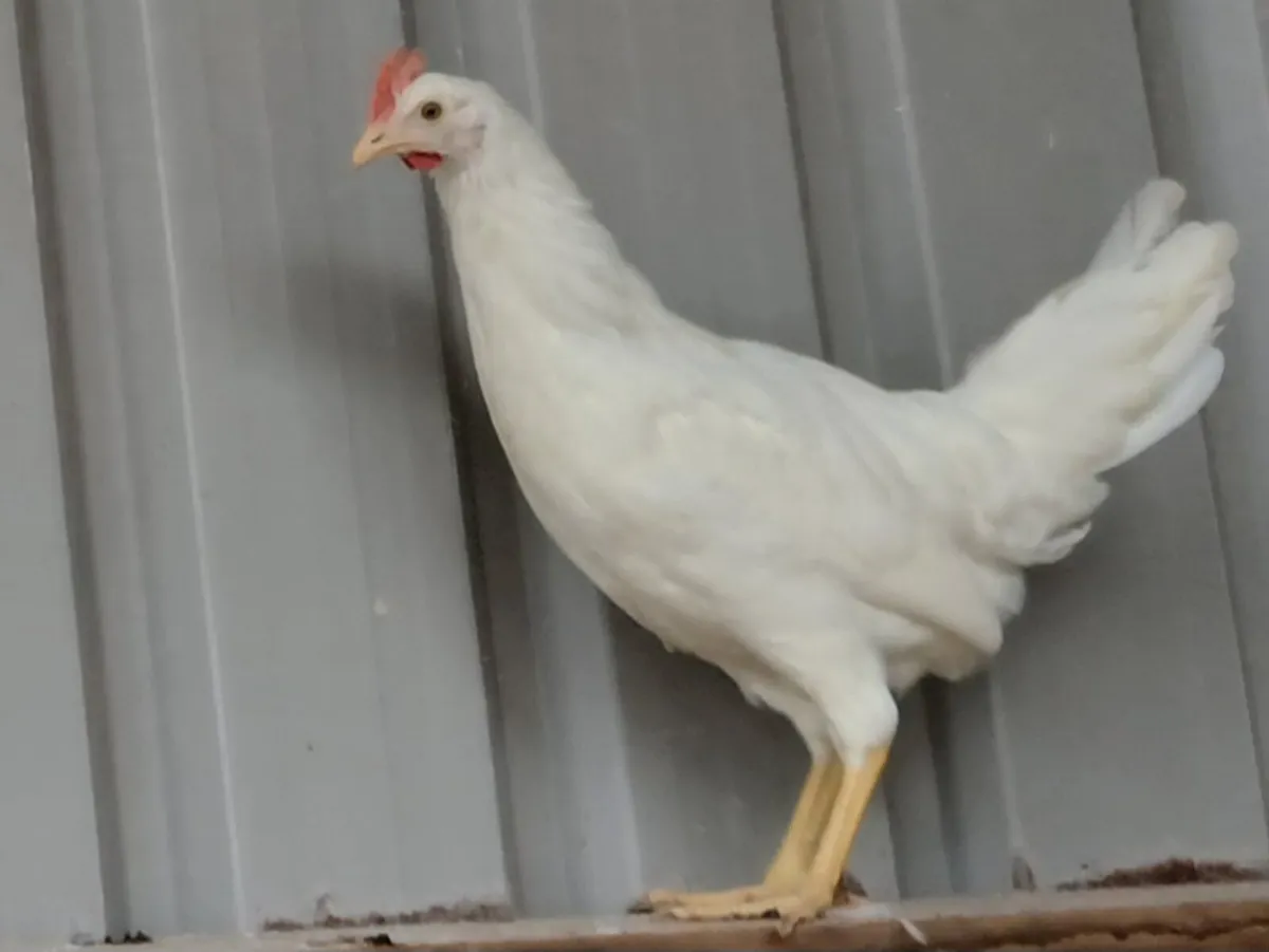 Cluck cluck - Image 4