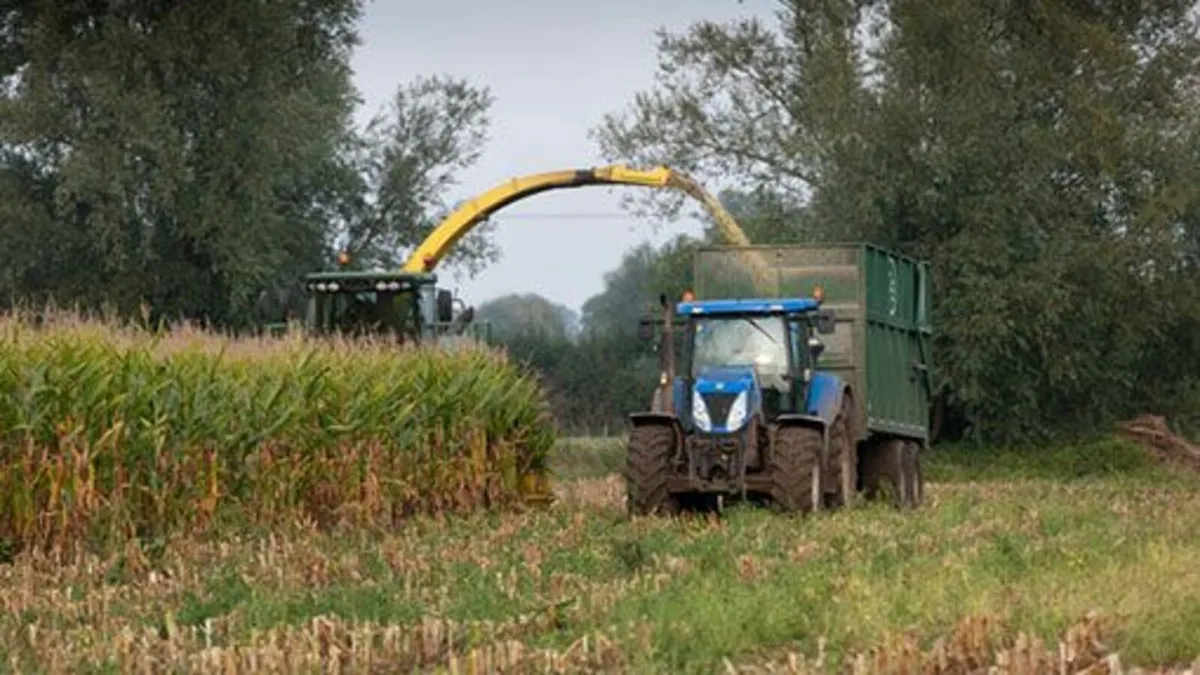 Forage maize silage