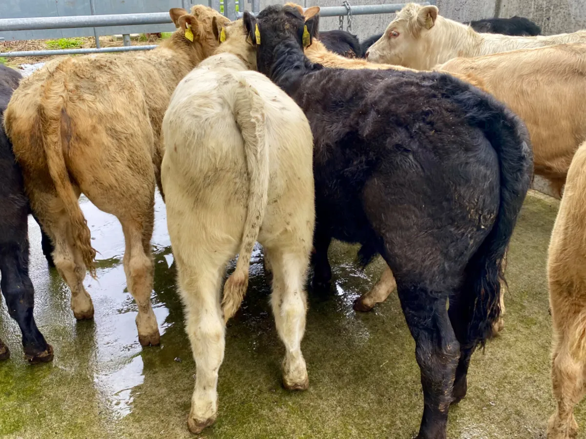 ONLY €820 Bulls - Image 1