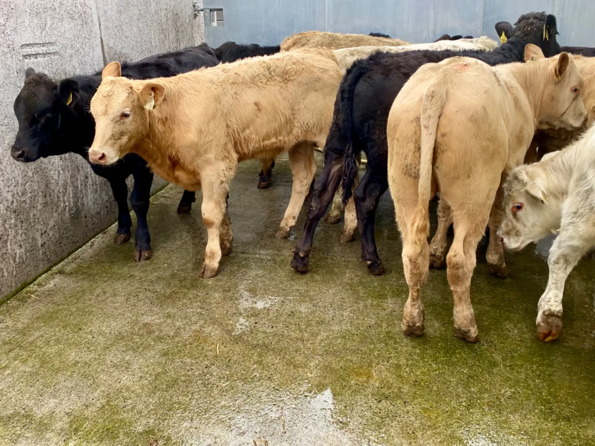 ONLY €820 Bulls - Image 4