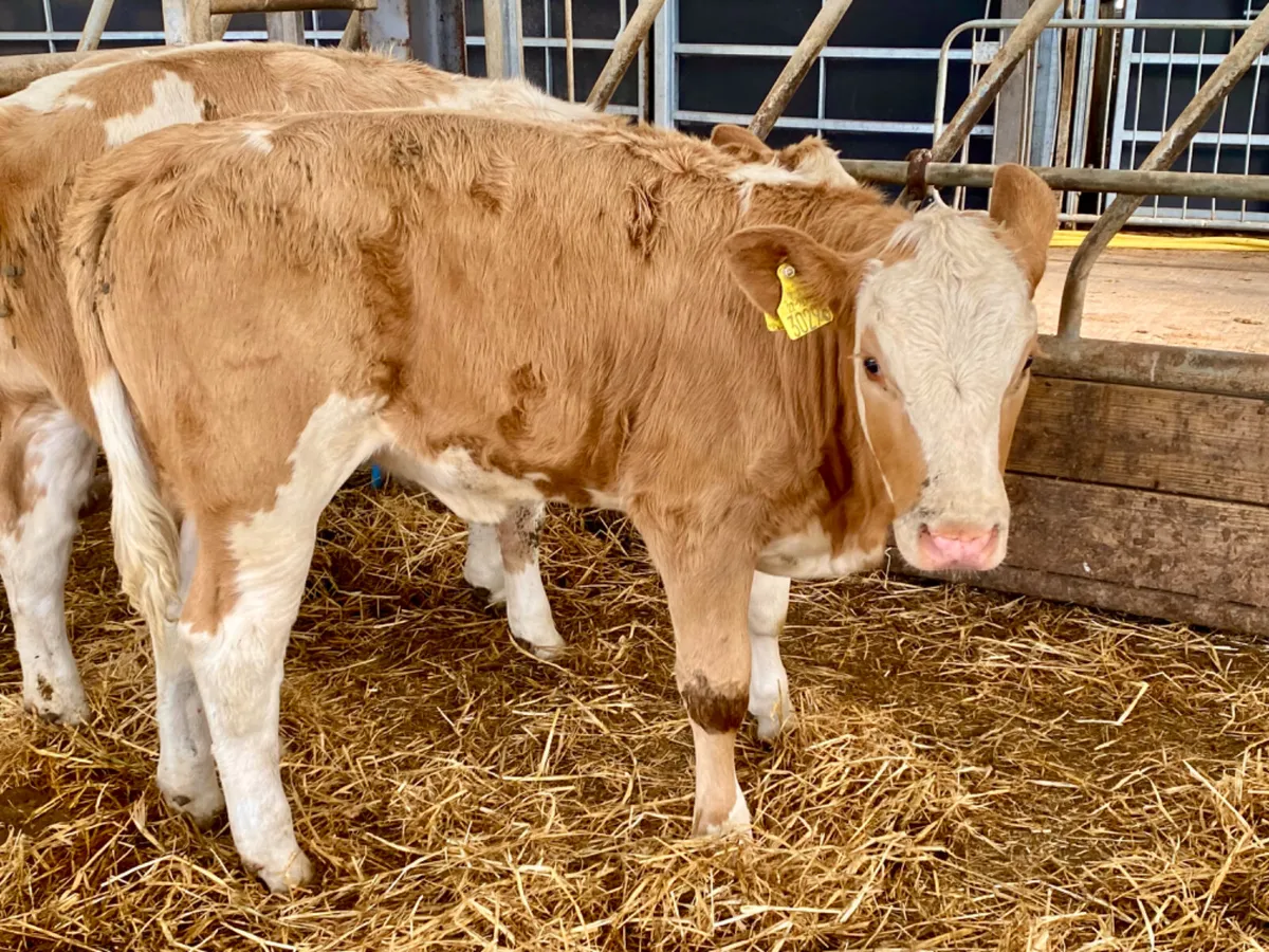 7 Cheap Cows - Image 4