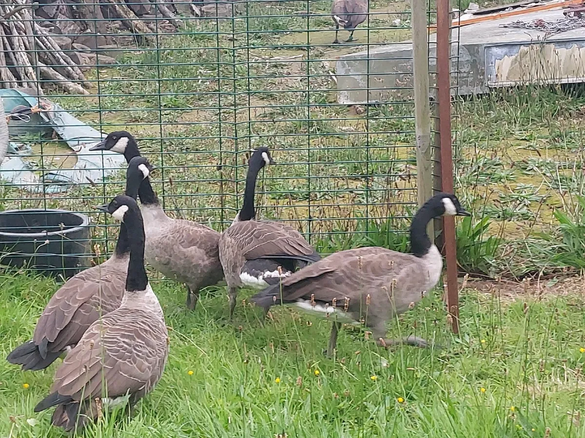 Canada goose for sale ireland hotsell