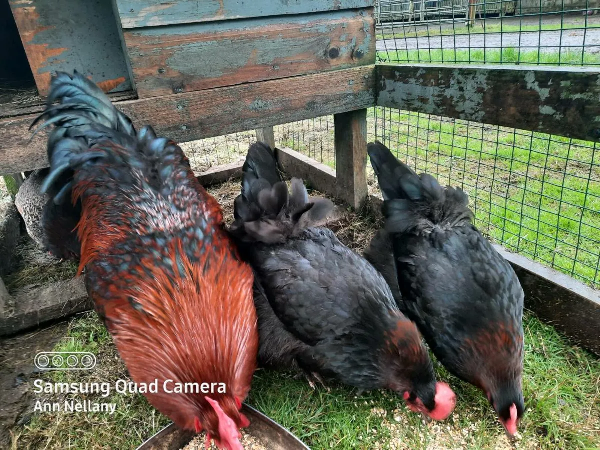 Poultry Hatching eggs - Image 4
