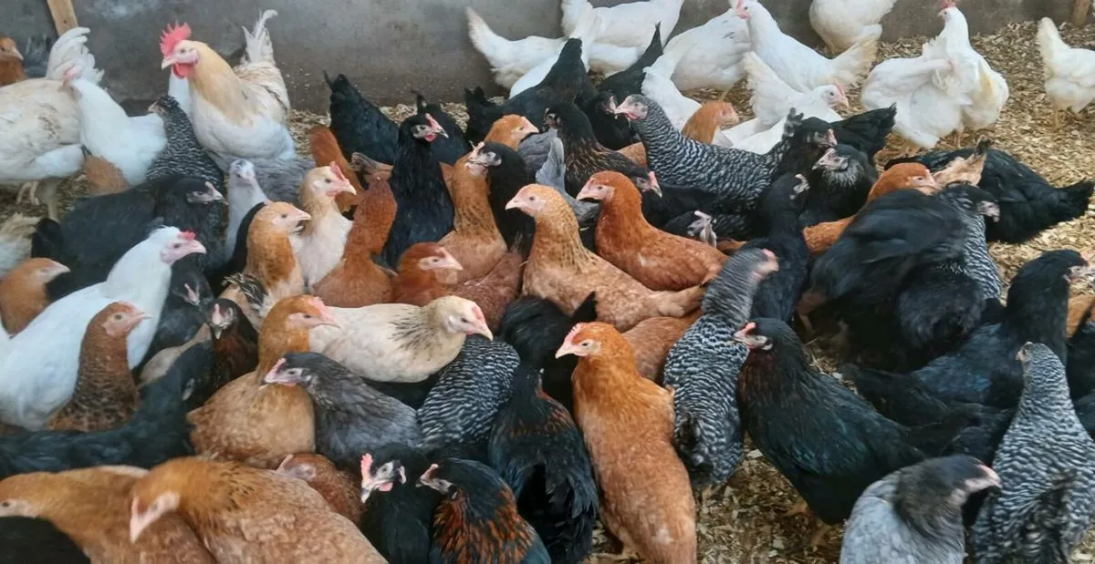 Poultry - Image 1