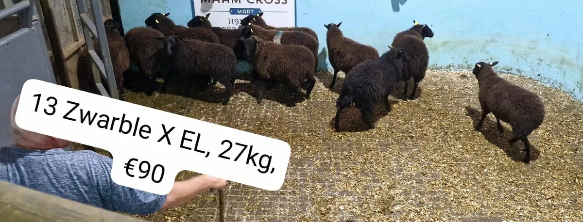 Weekly sheep sale in Maam Cross Mart - Image 2