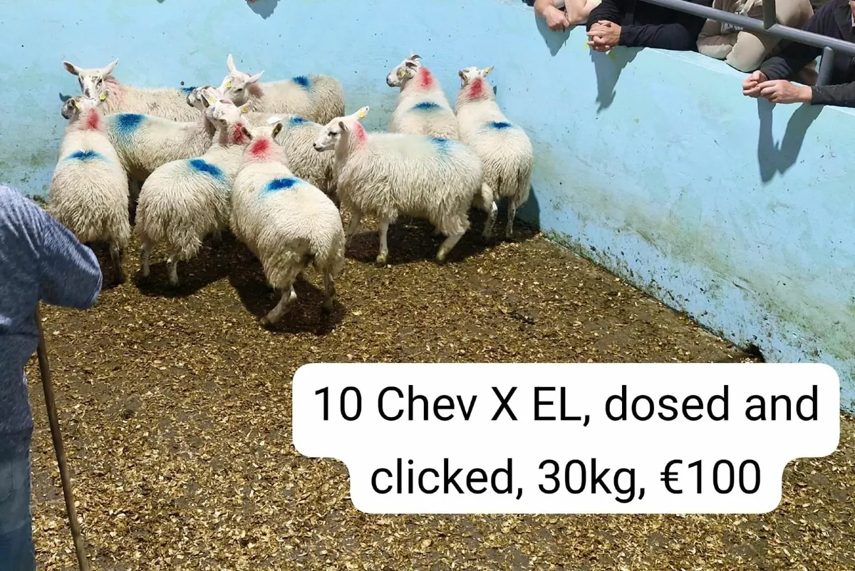 Weekly sheep sale in Maam Cross Mart - Image 3