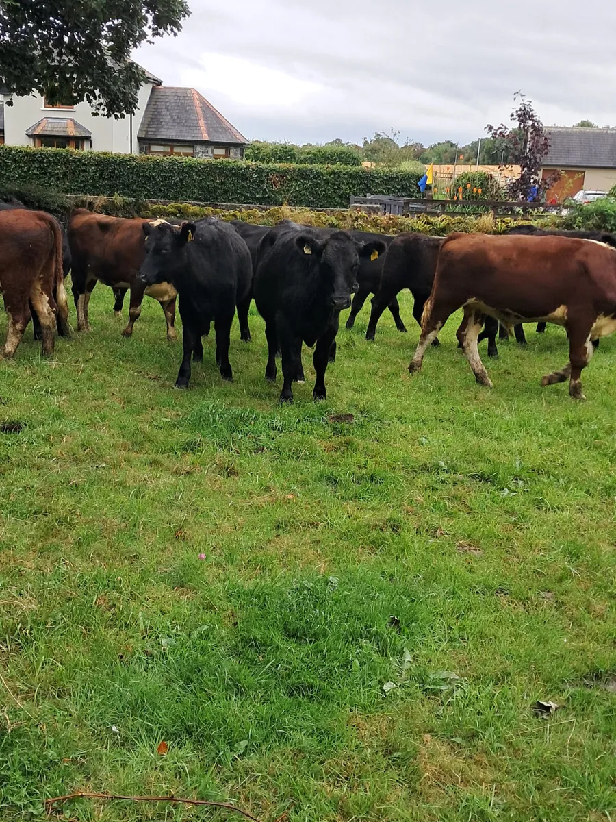 Angus bullocks - Image 1