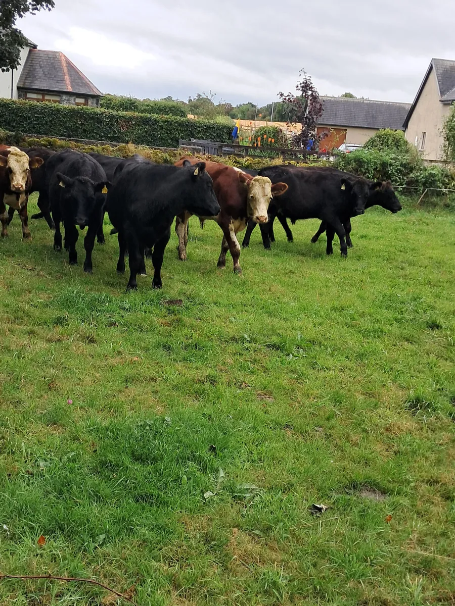 Angus bullocks - Image 2