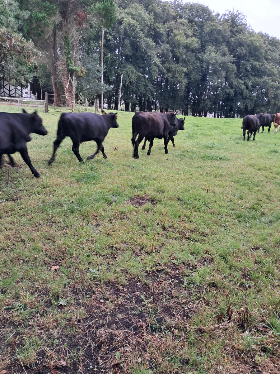 Angus bullocks - Image 3