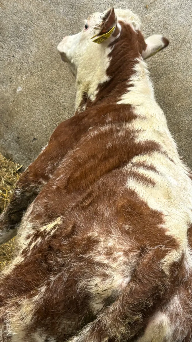 Red Roan SH/HE Hereford Heifer Runner - Image 2