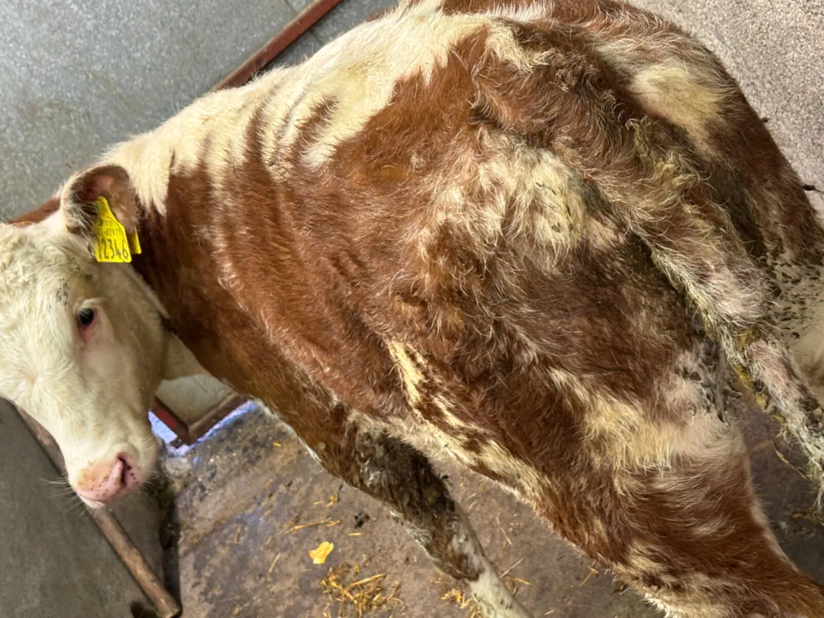 Red Roan SH/HE Hereford Heifer Runner - Image 1