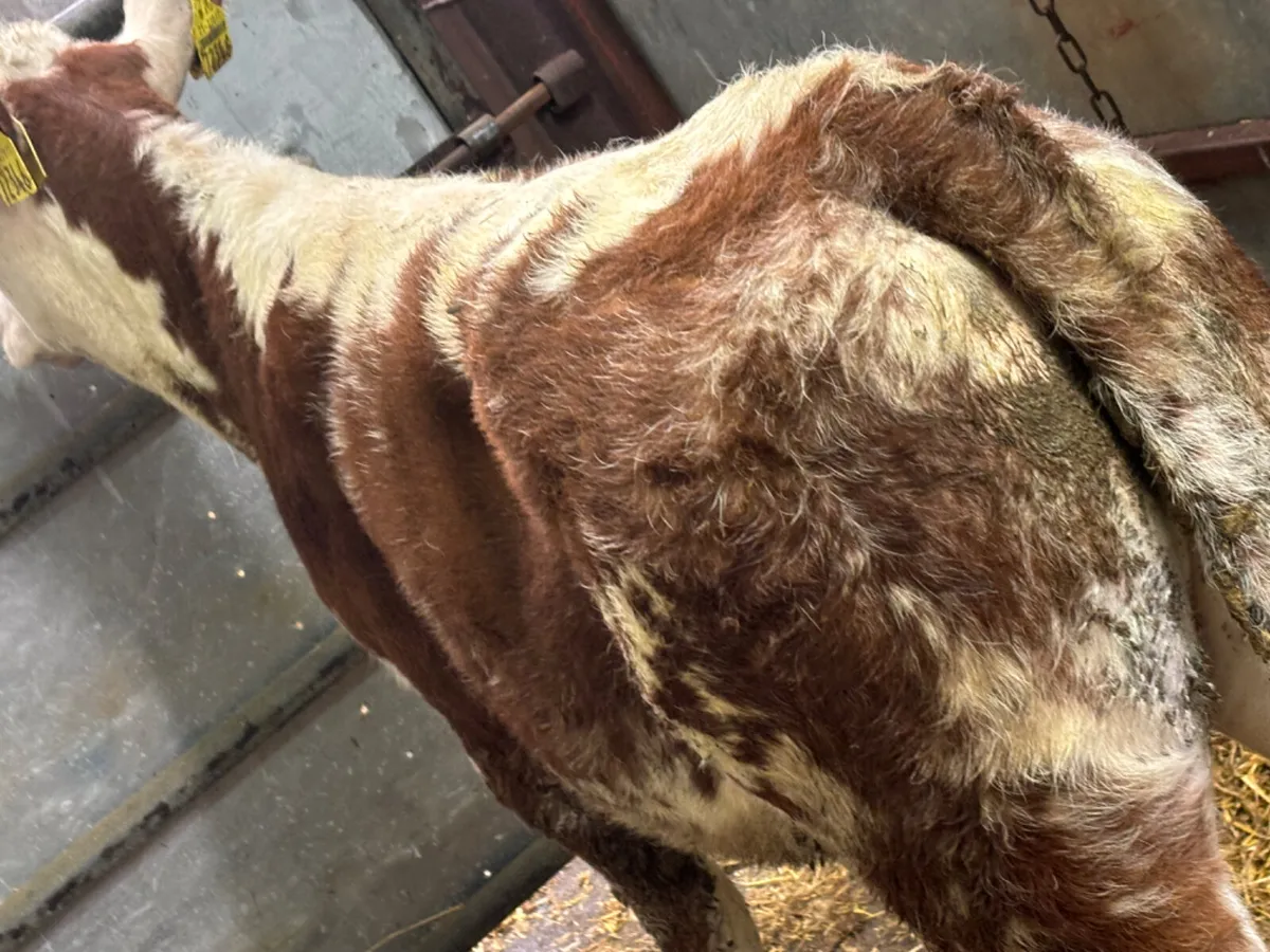 Red Roan SH/HE Hereford Heifer Runner - Image 4