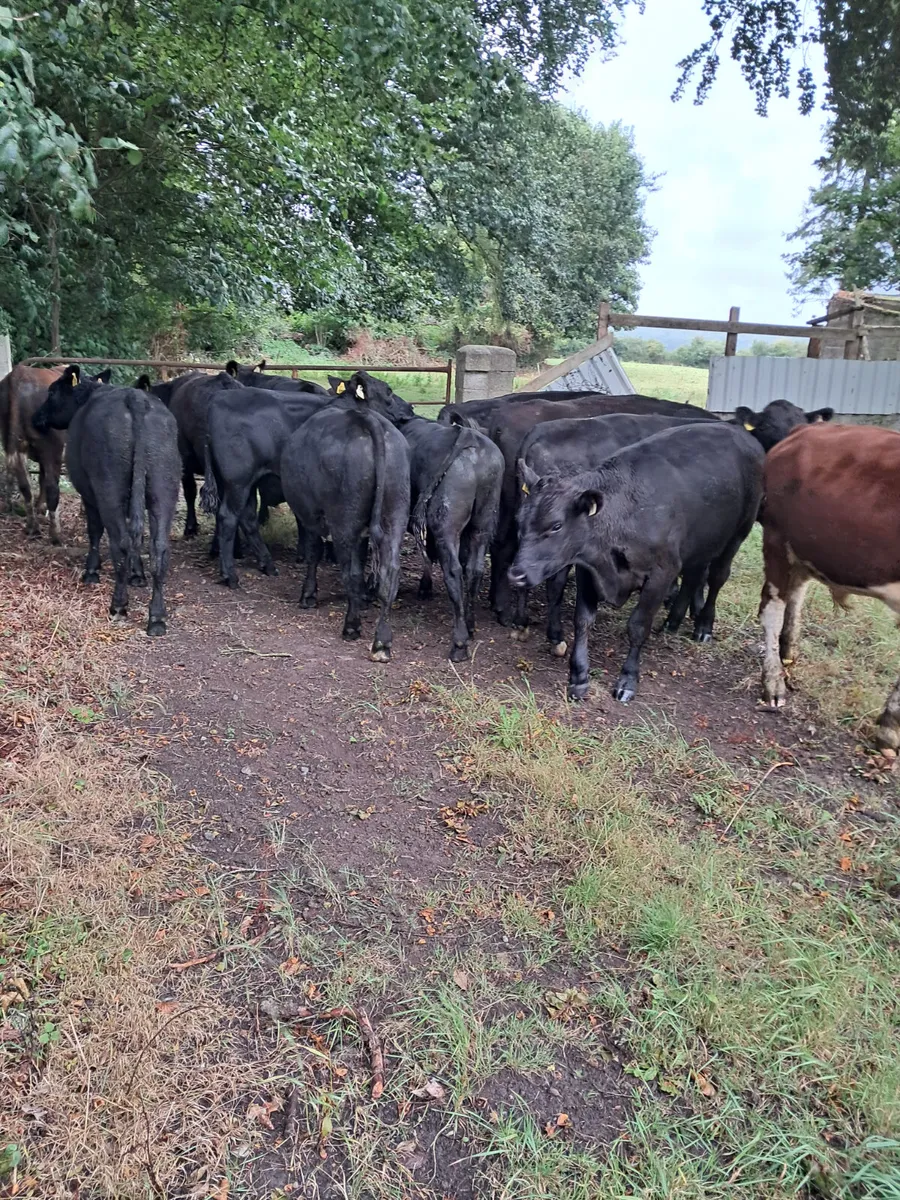Angus bullocks - Image 1