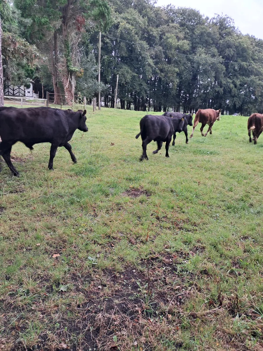 Angus bullocks - Image 2