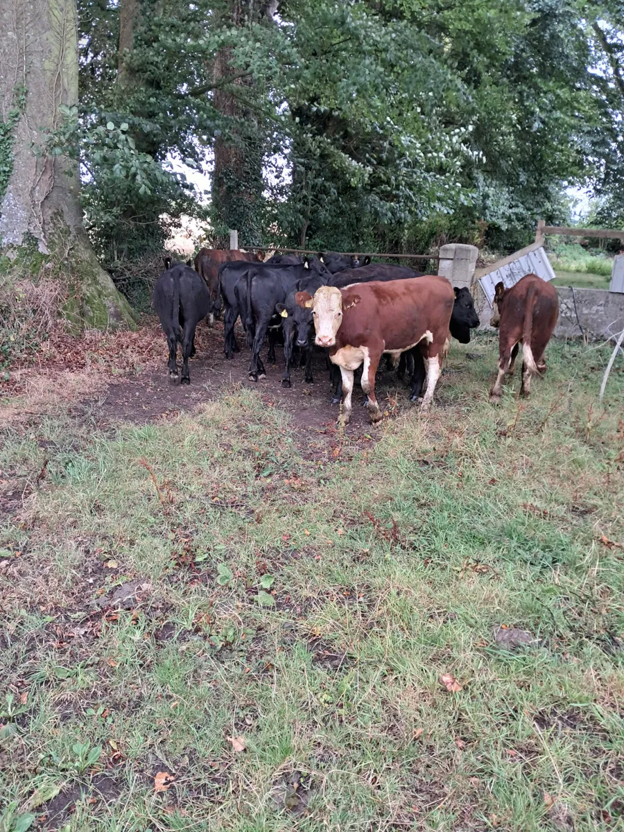 Angus bullocks - Image 4