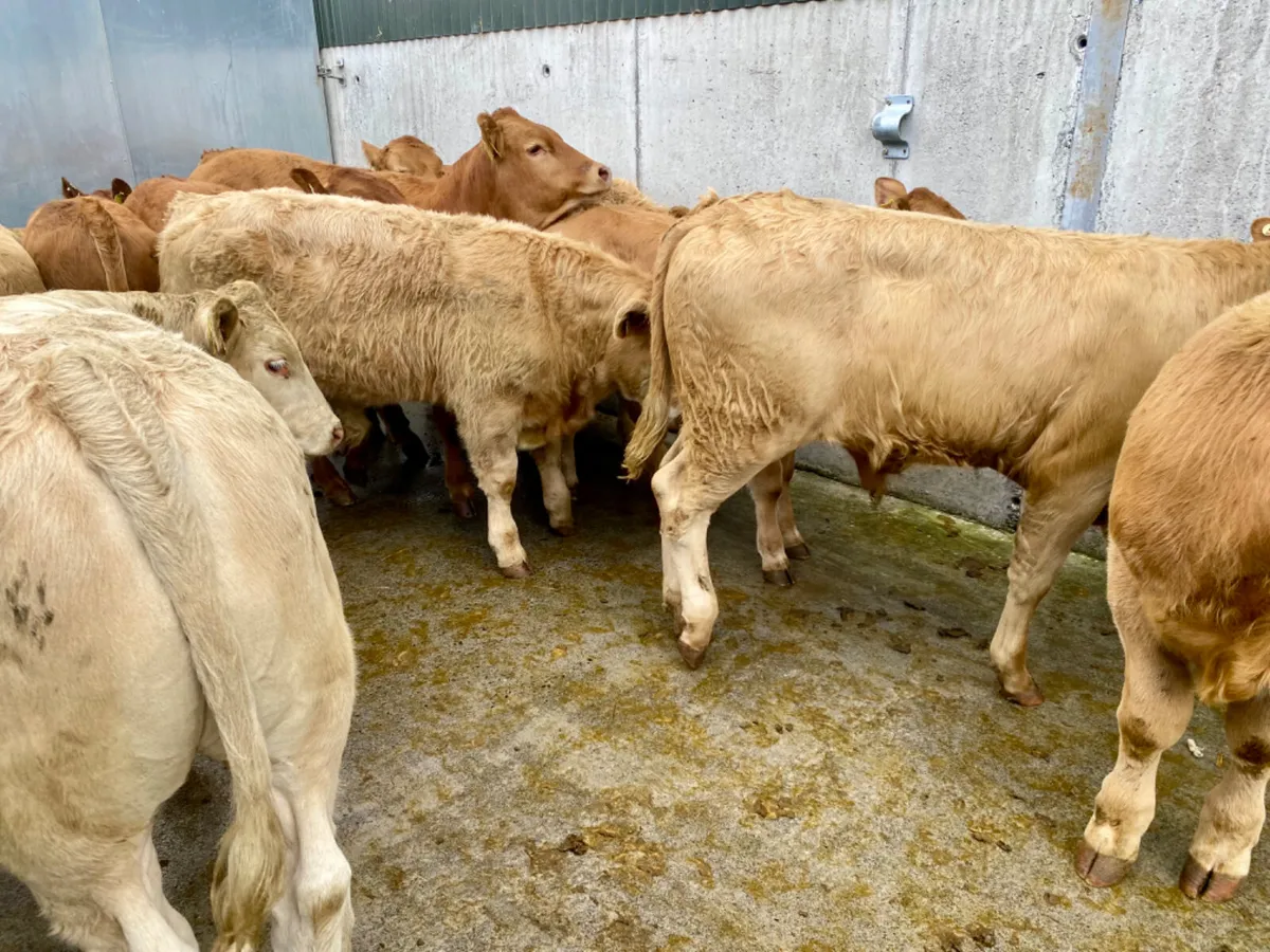 Bull Weanlings - Image 3