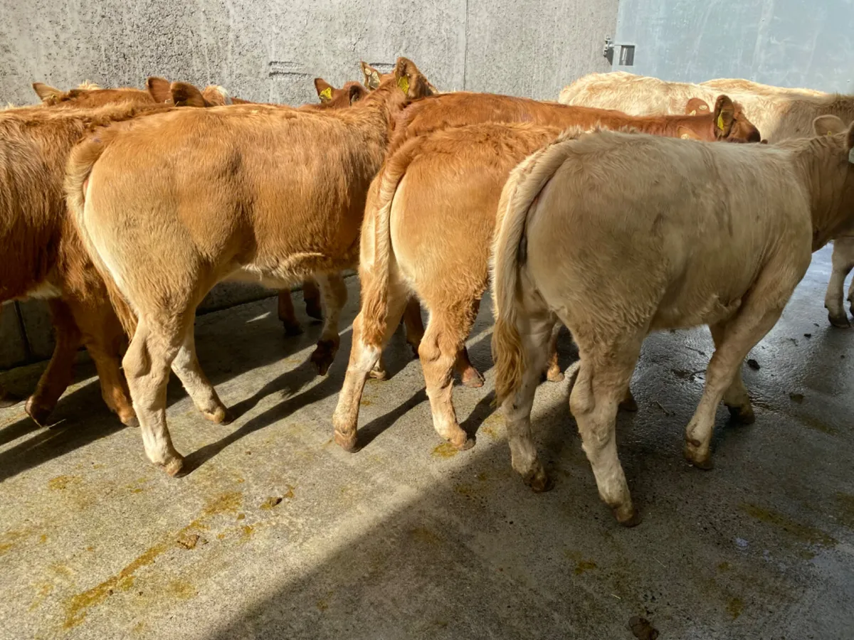 29/8/24 Heifers Fresh today - Image 1