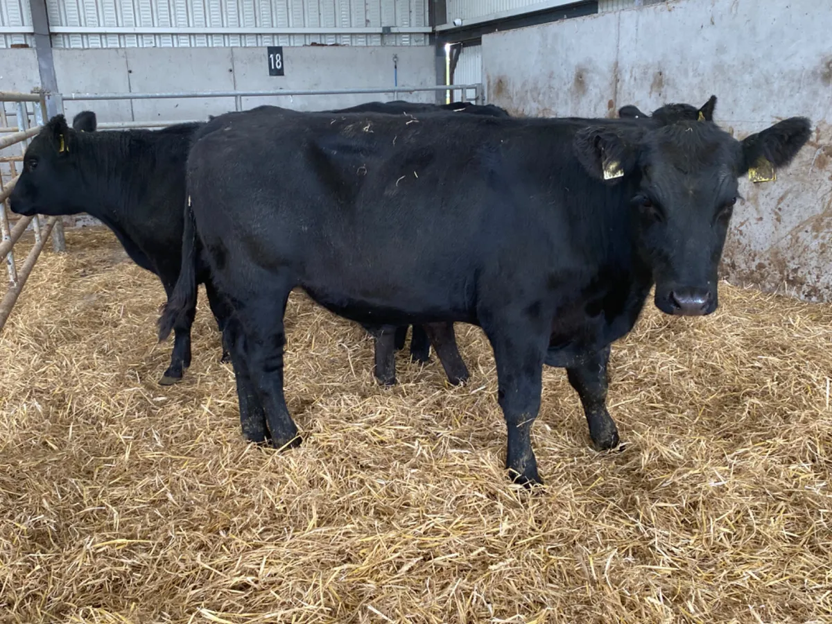 Angus Bullocks Suckler Bred - Image 2