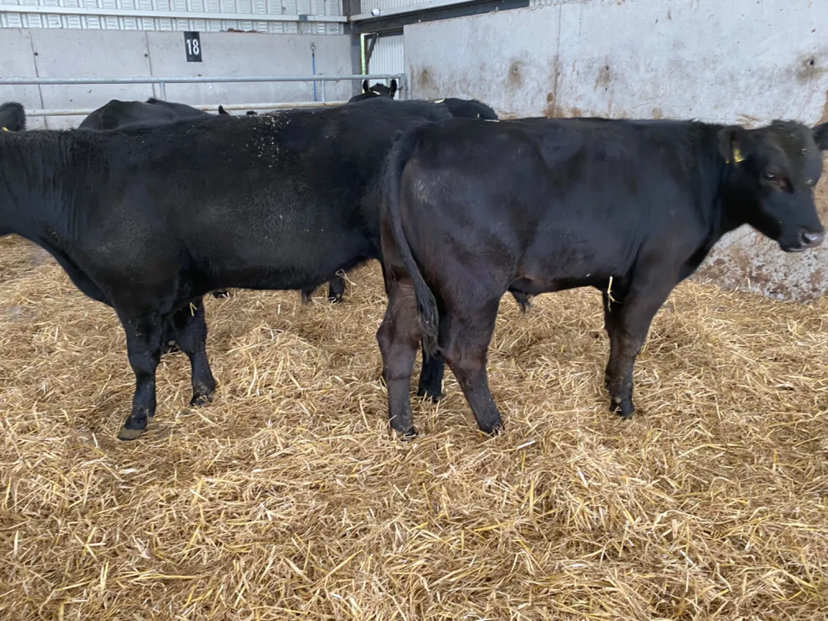 Angus Bullocks Suckler Bred - Image 1