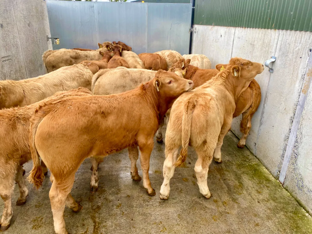 Champion Bull Weanlings - Image 2